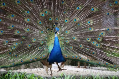 Mavi tavus kuşu ya da bilimsel adı Pavo Cristatus olan Hintli tavus kuşu. Erkeklerin dişileri çekmek için kuyrukları olur.