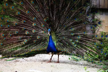 Mavi tavus kuşu ya da bilimsel adı Pavo Cristatus olan Hintli tavus kuşu. Erkeklerin dişileri çekmek için kuyrukları olur.