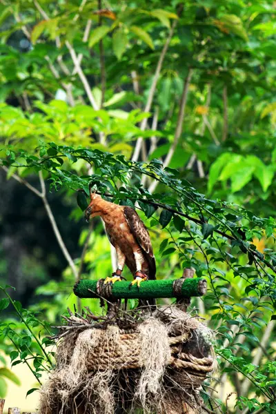 stock image Javan Hawk-eagle or Nisaetus bartelsi is a medium-sized eagle species from the Accipitridae family and the Nisaetus genus which is endemic to the island of Java.