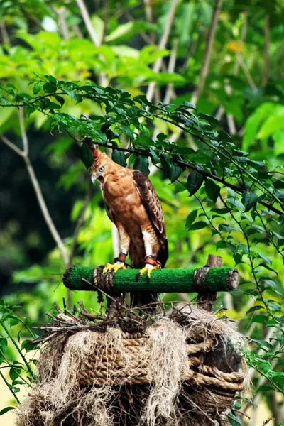 stock image Javan Hawk-eagle or Nisaetus bartelsi is a medium-sized eagle species from the Accipitridae family and the Nisaetus genus which is endemic to the island of Java.