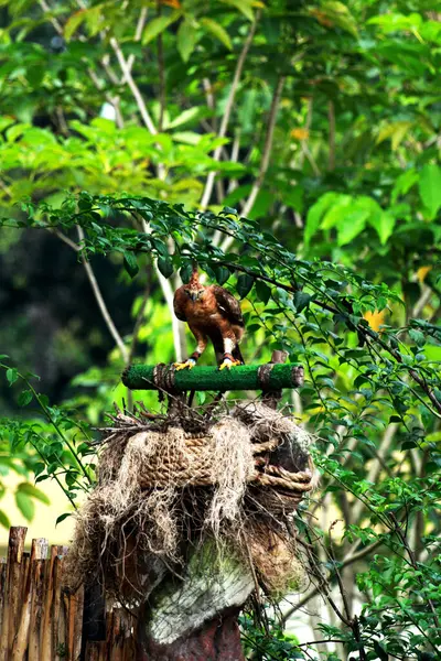 stock image Javan Hawk-eagle or Nisaetus bartelsi is a medium-sized eagle species from the Accipitridae family and the Nisaetus genus which is endemic to the island of Java.