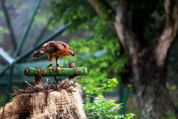 stock image Javan Hawk-eagle or Nisaetus bartelsi is a medium-sized eagle species from the Accipitridae family and the Nisaetus genus which is endemic to the island of Java.