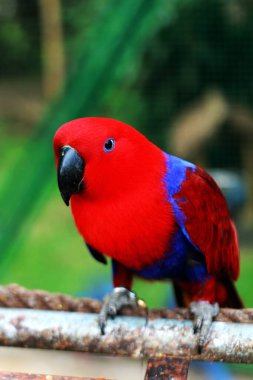 Eclectus Papağanı - Eclectus roratus, Endonezya ormanları ve ormanlarından güzel renkli papağan