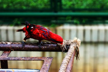 Mavi çizgili lori ya da Eos lotor, güney Moluccas 'taki Tanimbar Adaları ve Babar' da bulunan mavi boyunlu lori olarak da bilinir..