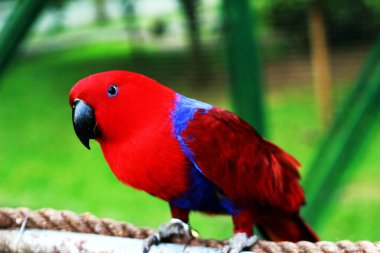 Eclectus Parrot - Eclectus roratus, beautiful colorful parrot from Indonesian forests and woodlands clipart