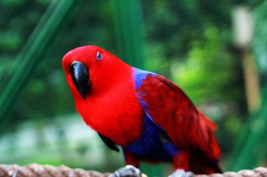 Eclectus Papağanı - Eclectus roratus, Endonezya ormanları ve ormanlarından güzel renkli papağan