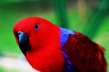 Eclectus Parrot - Eclectus roratus, beautiful colorful parrot from Indonesian forests and woodlands clipart