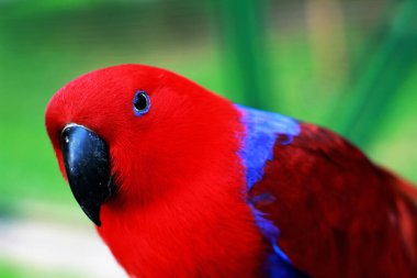 Eclectus Papağanı - Eclectus roratus, Endonezya ormanları ve ormanlarından güzel renkli papağan