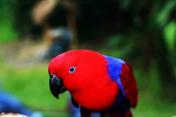 stock image Eclectus Parrot - Eclectus roratus, beautiful colorful parrot from Indonesian forests and woodlands