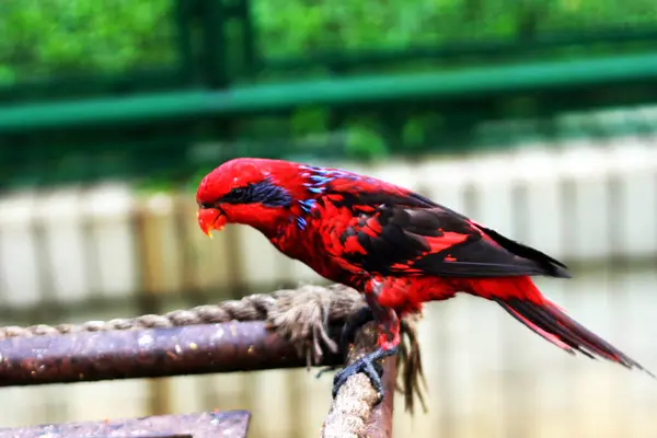 stock image The blue-streaked lory or Eos lotor is also known as the blue-necked lory, which is found on the Tanimbar Islands and Babar in the southern Moluccas.