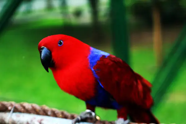 stock image Eclectus Parrot - Eclectus roratus, beautiful colorful parrot from Indonesian forests and woodlands