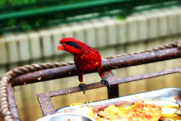 stock image The blue-streaked lory or Eos lotor is also known as the blue-necked lory, which is found on the Tanimbar Islands and Babar in the southern Moluccas.