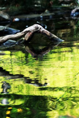 Temiz bir havuzun kenarındaki ağaç gövdesinin soyut şekli.