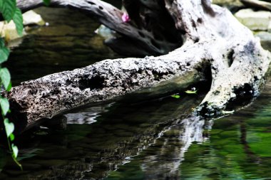 Temiz bir havuzun kenarındaki ağaç gövdesinin soyut şekli.
