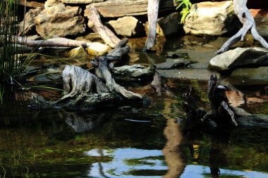 Temiz bir havuzun kenarındaki ağaç gövdesinin soyut şekli.