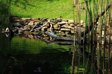 Temiz bir havuzun kenarındaki ağaç gövdesinin soyut şekli.