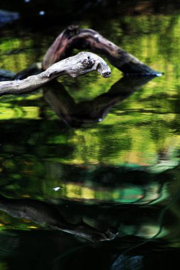 Temiz bir havuzun kenarındaki ağaç gövdesinin soyut şekli.