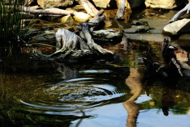 Temiz bir havuzun kenarındaki ağaç gövdesinin soyut şekli.