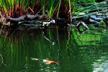 Temiz bir havuzun kenarındaki ağaç gövdesinin soyut şekli.