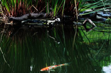 Temiz bir havuzun kenarındaki ağaç gövdesinin soyut şekli.
