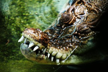  Siyam timsahı yakından çekilmiş..