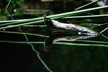 Temiz bir havuzun kenarındaki ağaç gövdesinin soyut şekli.