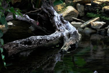Temiz bir havuzun kenarındaki ağaç gövdesinin soyut şekli.
