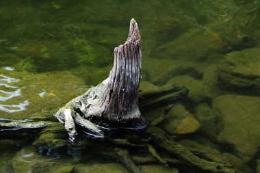 Temiz bir havuzun kenarındaki ağaç gövdesinin soyut şekli.