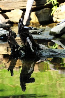 Temiz bir havuzun kenarındaki ağaç gövdesinin soyut şekli.