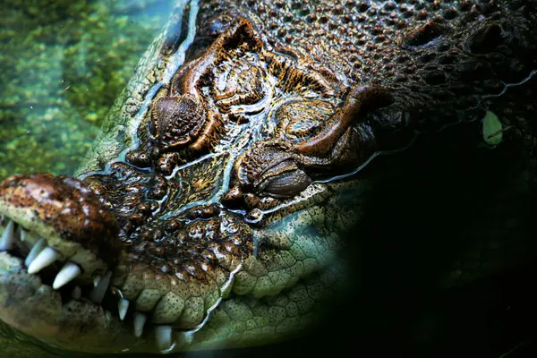 stock image  Siamese crocodile photographed close up from above.