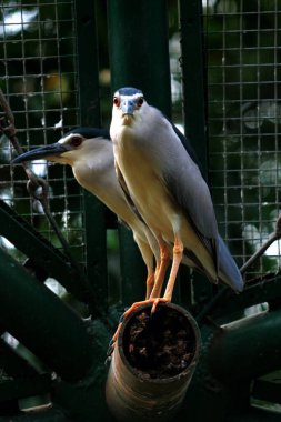 Siyah taçlı Gece Balıkçıl ya da Nycticorax Nycticorax. Yerel adı Kowak Malam Abu..