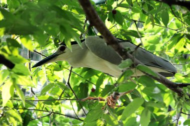 Siyah taçlı Gece Balıkçıl ya da Nycticorax Nycticorax. Yerel adı Kowak Malam Abu..
