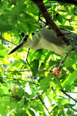 Siyah taçlı Gece Balıkçıl ya da Nycticorax Nycticorax. Yerel adı Kowak Malam Abu..