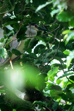 Siyah taçlı Gece Balıkçıl ya da Nycticorax Nycticorax. Yerel adı Kowak Malam Abu..