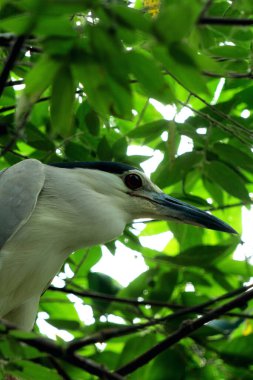 Siyah taçlı Gece Balıkçıl ya da Nycticorax Nycticorax. Yerel adı Kowak Malam Abu..