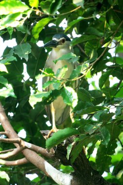 Siyah taçlı Gece Balıkçıl ya da Nycticorax Nycticorax. Yerel adı Kowak Malam Abu..