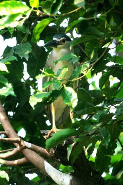 Siyah taçlı Gece Balıkçıl ya da Nycticorax Nycticorax. Yerel adı Kowak Malam Abu..