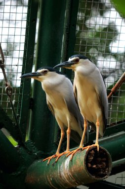 Siyah taçlı Gece Balıkçıl ya da Nycticorax Nycticorax. Yerel adı Kowak Malam Abu..