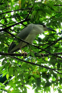 Siyah taçlı Gece Balıkçıl ya da Nycticorax Nycticorax. Yerel adı Kowak Malam Abu..