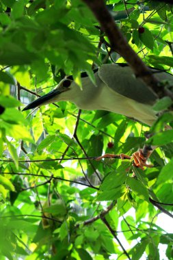 Siyah taçlı Gece Balıkçıl ya da Nycticorax Nycticorax. Yerel adı Kowak Malam Abu..