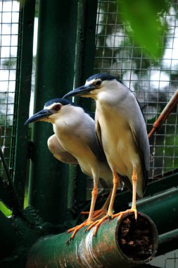 Siyah taçlı Gece Balıkçıl ya da Nycticorax Nycticorax. Yerel adı Kowak Malam Abu..