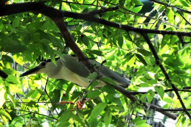 Siyah taçlı Gece Balıkçıl ya da Nycticorax Nycticorax. Yerel adı Kowak Malam Abu..