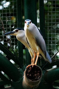 Siyah taçlı Gece Balıkçıl ya da Nycticorax Nycticorax. Yerel adı Kowak Malam Abu..