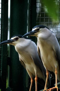 Siyah taçlı Gece Balıkçıl ya da Nycticorax Nycticorax. Yerel adı Kowak Malam Abu..