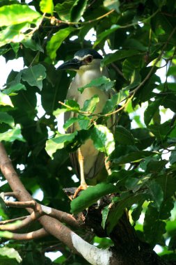 Siyah taçlı Gece Balıkçıl ya da Nycticorax Nycticorax. Yerel adı Kowak Malam Abu..