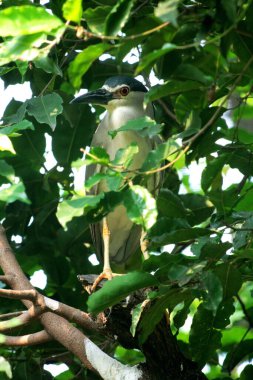 Siyah taçlı Gece Balıkçıl ya da Nycticorax Nycticorax. Yerel adı Kowak Malam Abu..