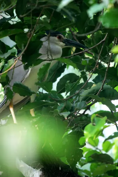 stock image Black-crowned Night-heron or Nycticorax nycticorax. The local name is Kowak Malam Abu.