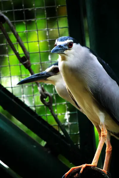 stock image Black-crowned Night-heron or Nycticorax nycticorax. The local name is Kowak Malam Abu.