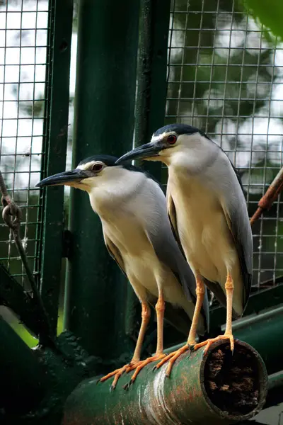 Stock image Black-crowned Night-heron or Nycticorax nycticorax. The local name is Kowak Malam Abu.