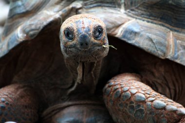 Aldabra giant tortoise or Aldabrachelys gigantea. Second largest in the world, long-lived plant eater. clipart